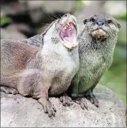  ?? CONTRIBUTE­D BY DREAMSTIME ?? Cute animals like these otters are never a bad idea to post on social media when things are looking a little bleak.