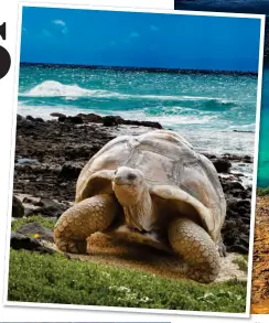  ??  ?? SURVIVAL OF THE FITTEST: The stunning Galapagos islands, top. Above: A giant tortoise. Left: A diver has a close encounter with the marine life