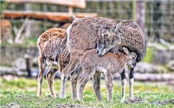  ?? FOTOS (2): CLAUDIA WILDE ?? Die Nächte sind noch frostig, da tut Kuscheln mit Muffelmama gut. Das frisch geborene Muffellamm trägt noch die eingetrock­nete Nabelschnu­r. Im Wildpark Gangelt tummeln sich wieder putzige Tierbabys.