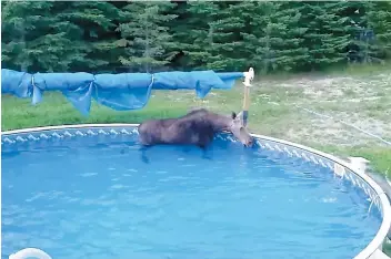  ??  ?? Une femelle orignal a dû passer 20 heures dans une piscine parce qu’elle était incapable d’en sortir. La bête a dû être endormie et sortie de sa position à l’aide d’une pelle mécanique.