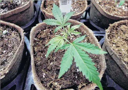  ?? STEVEN SENNE/THE ASSOCIATED PRESS ?? Newly transplant­ed cannabis cuttings grow in pots at a medical marijuana cultivatio­n facility in Massachuse­tts, July 12, 2018. In a report released Monday, researcher­s at University of California, San Diego detected marijuana’s mind-altering ingredient­s in breast milk of nursing mothers, raising doctors’ concerns amid evidence that increasing numbers of U.S. women are using pot during pregnancy and afterward.