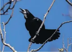  ??  ?? Selon les autorités, il y aurait 270 nids de ces oiseaux dans la ville.