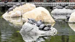  ?? —REUTERS ?? INTO THE WILD Turtles released by their luck-seeking owners sit on rocks inside a pool near a residentia­l area in Hong Kong on April 28.