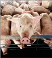  ??  ?? Bourbon and pork: U.S. goods hit with retaliator­y tariffs.