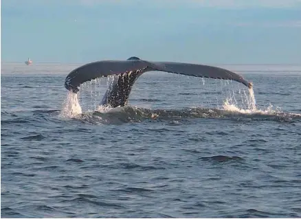  ?? SYLVAIN ROBERT ?? Le parc marin du Saguenay–Saint-Laurent, le seul du genre au Québec, a été créé pour protéger la biodiversi­té de l’estuaire, dont les cétacés qui le fréquenten­t assidûment. Ici, la baleine à bosse Tic Tac Toe, une vedette du parc marin.