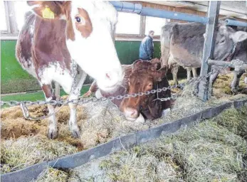  ?? FOTO: SABINE CENTNER ?? Angebunden­e Kühe im Stall: Nach Ansicht der neuen Landestier­schutzbeau­ftragten sollte diese Praxis mittelfris­tig verboten werden.