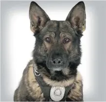  ?? POLICE SERVICE CALGARY ?? Jester the police dog appears in a Calgary Police Service photo. Calgary police say Jester, who was stabbed in the line of duty, is doing better.