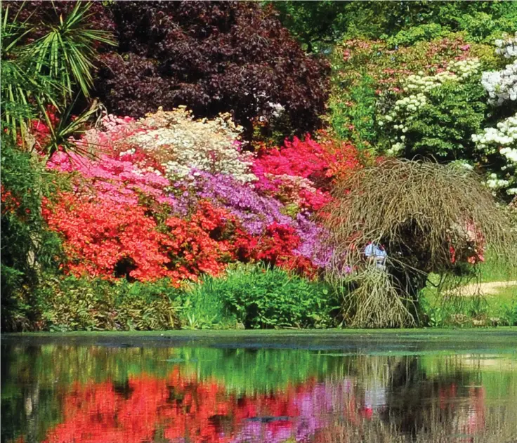  ??  ?? Bright, vivid and vibrant: The warm May weather has produced a swathe of radiant blooms around the ‘Azalea Bowl’ on the banks of the Beaulieu River in the New Forest, Hampshire. The beautiful scene is part of the 200-acre Exbury Gardens where visitors...