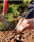  ?? DREAMSTIME ?? Buy your gardening pal a tree to populate the Highway of Heroes.