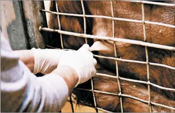  ?? DAVE JORGENSON/WASHINGTON POST ?? Primate keeper Erin Stromberg milks 21-year-old Bornean orangutan Batang at the National Zoo in Washington, D.C.