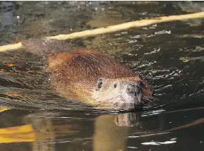  ?? JOHN LAPPA / POSTMEDIA NEWS FILES ?? Beavers in the Northwest Territorie­s are being blamed for hampering fishing, trading and hunting practices.