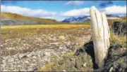  ?? AFP ?? A woolly mammoth tusk emerging from permafrost on central Wrangel Island, located in northeaste­rn Siberia.