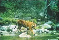  ?? PHOTO VIA AGENCE FRANCE-PRESSE ?? A Bengal tiger is snapped by a camera trap in the Bardia National Park in Nepal on Dec 27.