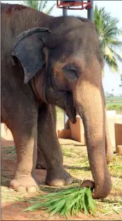 ??  ?? Elephants are wild animals, not domesticat­ed creatures.