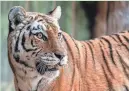  ?? MILWAUKEE COUNTY ZOO ?? Natasha, an 11-year-old female Amur tiger, arrived at the Milwaukee County Zoo in November 2023.