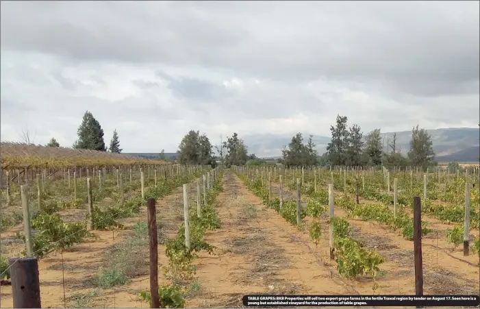  ??  ?? TABLE GRAPES: BKB Properties will sell two export grape farms in the fertile Trawal region by tender on August 17. Seen here is a young but establishe­d vineyard for the production of table grapes.