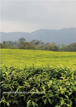  ??  ?? TEA PLANTATION ON THE EDGE OF NYUNGWE FOREST