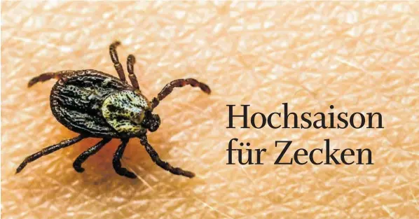  ?? BILD: SN/DPA-ZENTRALBIL­D/PATRICK PLEUL ?? Zecken übertragen gefürchtet­e Krankheite­n wie FSME oder Borreliose.