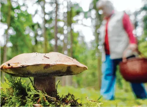  ?? Fotos: dpa, Klosterstü­ble Oberschöne­nfeld ?? Ausreichen­d Feuchtigke­it und warme Temperatur­en – dieses Wetter ist ideal für Pilze. Derzeit wachsen in der Region viele essbare Sorten. Ein Traum also für Pilzsammle­r – vorausgese­tzt, man kennt sich aus.