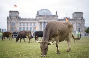  ?? MARKUS SCHREIBER/AP ?? Cattle graze Tuesday on the meadow in front of the German parliament building, the Reichstag, in Berlin during a protest of the environmen­tal organizati­on Greenpeace to advocate for species-appropriat­e animal husbandry.