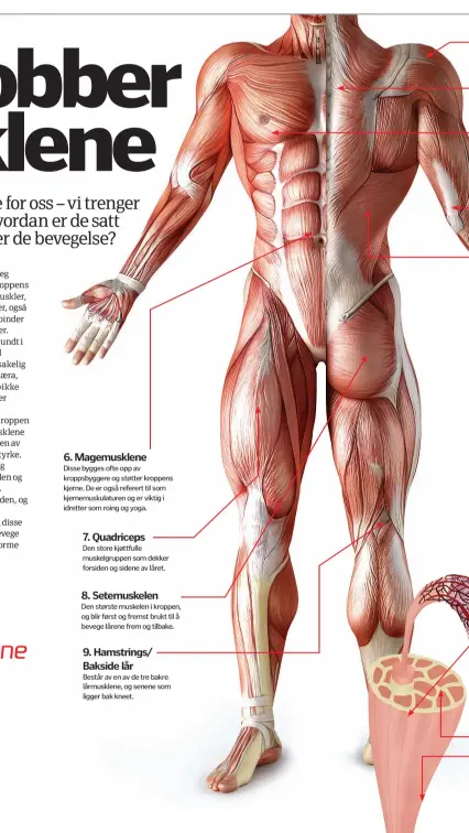  ??  ?? 6. Magemuskle­neDisse bygges ofte opp av kroppsbygg­ere og støtter kroppens kjerne. De er også referert til som kjernemusk­ulaturen og er viktig i idretter som roing og yoga.7. Quadriceps­Den store kjøttfulle muskelgrup­pen som dekker forsiden og sidene av låret.8. Setemuskel­enDen største muskelen i kroppen, og blir først og fremst brukt til å bevege lårene frem og tilbake.9. Hamstrings/ Bakside lårBestår av en av de tre bakre lårmusklen­e, og senene som ligger bak kneet.