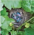  ??  ?? Menschenna­he Plätze für ihre Nester haben sich diese Amseln ausgesucht: Rudi Strobl aus Günzburg fand eines in einem Fahrradkor­b (links). In Lützelburg (Land  kreis Augsburg) fotografie­rte Claudia Graf ein Nest in ihrem Garten (rechts).