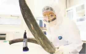  ?? Love Dalen / Swedish Museum of Natural History 2013 ?? Scientist Eleftheria Palkopoulo­u inspects a woolly mammoth tusk at the Swedish Museum of Natural History to identify potential DNA sampling sites.