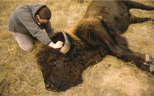  ?? TOBY BRUSSEAU/AP ?? T.J. Heinert of the Wolakota Buffalo Range in South Dakota with a harvested bull bison. In just two years, the range restored some 1,000 bison near the Nebraska state line.