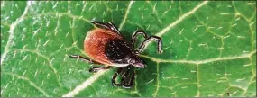  ?? USDA / Contribute­d photo ?? The deer tick is linked to the tick-borne Powassan virus.