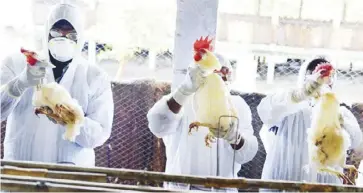  ?? AP ?? Wearing protective suits, quarantine officers from the Agricultur­e department inspect chickens at a poultry farm in San Luis, Pampanga. The industry has lost P895 million since the outbreak was officially revealed late last week, says Samahang...