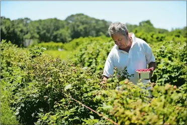  ?? DANA JENSEN/THE DAY ?? Jeffrey Lasson of Niantic picks raspberrie­s on the first day of picking at Scott’s Yankee Farmer in East Lyme on Thursday. Raspberry picking is available 9 a.m. to 4 p.m. daily through early July.