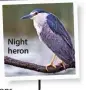  ??  ?? Night heron