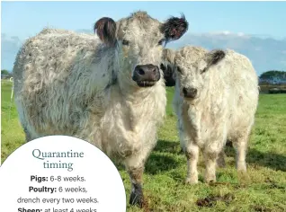  ??  ?? Above: You don’t want to risk a longterm breeding project by accidental­ly importing an unwanted organism, especially if you have a rare breed, such as these White Galloways.