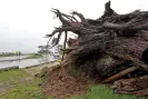  ?? Photograph: Mario Tama/Getty Images ?? A tree which toppled during recent storms sits next to the road on 11 January, in Santa Cruz, California.