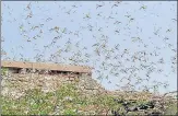  ?? PTI ?? A locust swarm Bikaner on May 30. n