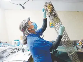  ?? Helen H. Richardson, The Denver Post ?? Federal veterinari­an Della Garelle inspects a captured wildborn, blackfoote­d ferret Sept. 27 in Denver. The endangered ferrets that were captured received booster shots before being airlifted to Arizona.