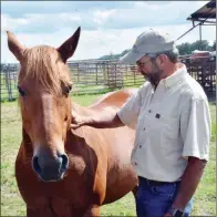  ??  ?? Eldon Fry pats his horse, Dudley, whom he uses on the farm, while he works cattle at Fry’s East Fork Cattle Co. in Quitman.