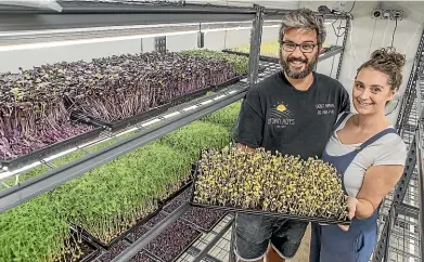  ?? JOHN KIRK-ANDERSON/STUFF ?? Don Murchie and Jess Murchie-Brown started Brown Acres microgreen farm in Tai Tapu.