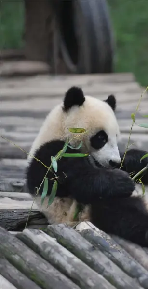  ??  ?? PERSONLIGA PANDOR. Hua Bao och Jin Bao Bao innan flytten till en djurpark i