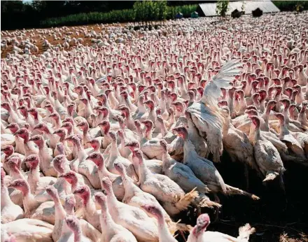  ?? Maddie McGarvey/Washington Post contributo­r ?? Turkeys mill about a farm in New Carlisle, Ohio. The USDA says more than 6 million turkeys have died from bird flu this year.