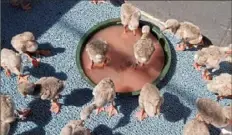  ?? National Aviary ?? Baby lesser flamingos that were abandoned by their parents eat and sun themselves at a rescue center near Cape Town, South Africa.