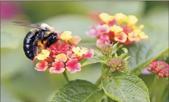 ?? CHRIS SEWARD/RALEIGH NEWS & OBSERVER ?? A bumblebee gathers pollen from lantana flowers on the State Capitol grounds in Raleigh, N.C., in September 2015. Researcher­s at University of California, Riverside, are working to determine why bees are disappeari­ng and how they can be saved.