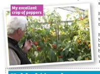  ??  ?? My excellent crop of peppers