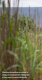  ??  ?? Planting miscanthus on a shoot is a long-term investment, taking four or five years to reach full density