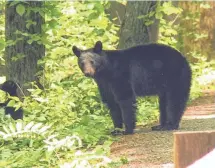  ?? WBIR ?? A 16-year-old boy from Ohio was hurt Saturday night when a bear pulled him from his hammock.