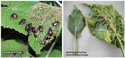 Racun makhluk perosak biologi tak bahaya - PressReader