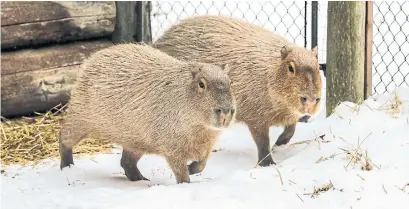  ?? ANDREW FRANCIS WALLACE TORONTO STAR ?? Bonnie and Clyde aren’t big fans of the snow, preferring the warmth offered by the heat lamp in their barn at the High Park Zoo.