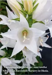  ??  ?? Campanula latifolia var. macrantha ‘Alba’, from Ravenhill Nursery in Okoia.