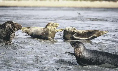  ?? ?? Paul Piper snapped these playful seals in Chichester Harbour