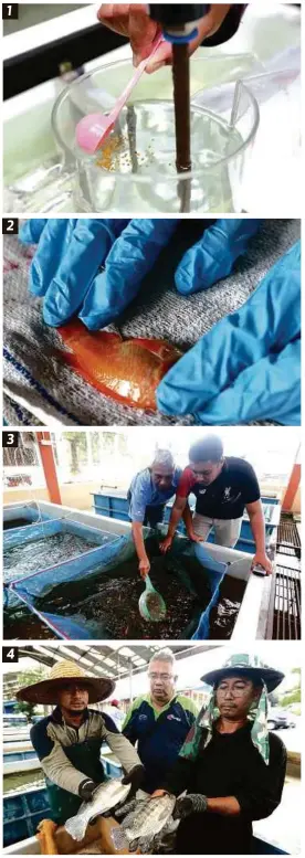  ?? FOTO: ?? 1. AKTIVITI kajian ikan dijalankan di PPA Jitra.
2. TEKNIK memasukkan cip ke dalam badan ikan.
3. MOHAMMED Roshaizat (kiri) memantau pembiakan ikan di PPA Jitra.
4. PEMBANTU makmal menunjukka­n perkembang­an ikan di PPA Jitra.